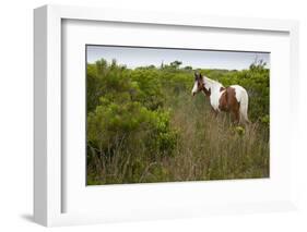 Wild Horse Eating Grass-Paul Souders-Framed Photographic Print