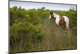 Wild Horse Eating Grass-Paul Souders-Mounted Photographic Print