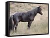 Wild Horse (Equus Caballus) Stallion, Theodore Roosevelt National Park, North Dakota, USA-James Hager-Framed Stretched Canvas