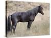 Wild Horse (Equus Caballus) Stallion, Theodore Roosevelt National Park, North Dakota, USA-James Hager-Stretched Canvas