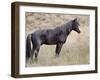 Wild Horse (Equus Caballus) Stallion, Theodore Roosevelt National Park, North Dakota, USA-James Hager-Framed Photographic Print