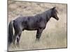 Wild Horse (Equus Caballus) Stallion, Theodore Roosevelt National Park, North Dakota, USA-James Hager-Mounted Photographic Print