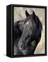 Wild Horse (Equus Caballus), Theodore Roosevelt National Park, North Dakota, United States of Ameri-James Hager-Framed Stretched Canvas