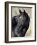 Wild Horse (Equus Caballus), Theodore Roosevelt National Park, North Dakota, United States of Ameri-James Hager-Framed Photographic Print