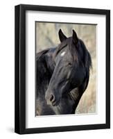 Wild Horse (Equus Caballus), Theodore Roosevelt National Park, North Dakota, United States of Ameri-James Hager-Framed Photographic Print