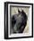 Wild Horse (Equus Caballus), Theodore Roosevelt National Park, North Dakota, United States of Ameri-James Hager-Framed Photographic Print