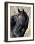 Wild Horse (Equus Caballus), Theodore Roosevelt National Park, North Dakota, United States of Ameri-James Hager-Framed Photographic Print