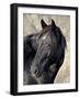 Wild Horse (Equus Caballus), Theodore Roosevelt National Park, North Dakota, United States of Ameri-James Hager-Framed Photographic Print