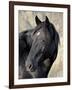 Wild Horse (Equus Caballus), Theodore Roosevelt National Park, North Dakota, United States of Ameri-James Hager-Framed Photographic Print