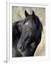 Wild Horse (Equus Caballus), Theodore Roosevelt National Park, North Dakota, United States of Ameri-James Hager-Framed Photographic Print