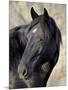 Wild Horse (Equus Caballus), Theodore Roosevelt National Park, North Dakota, United States of Ameri-James Hager-Mounted Photographic Print