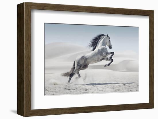 Wild Horse in Dust-conrado-Framed Photographic Print