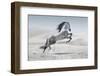 Wild Horse in Dust-conrado-Framed Photographic Print