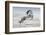 Wild Horse in Dust-conrado-Framed Photographic Print