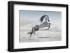 Wild Horse in Dust-conrado-Framed Photographic Print