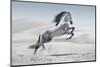 Wild Horse in Dust-conrado-Mounted Photographic Print