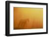 Wild Horse in Golden Light-DLILLC-Framed Photographic Print