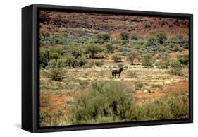 Wild Horse in the Outback-null-Framed Stretched Canvas
