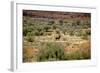 Wild Horse in the Outback-null-Framed Photographic Print