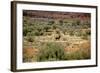 Wild Horse in the Outback-null-Framed Photographic Print