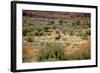 Wild Horse in the Outback-null-Framed Photographic Print