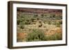 Wild Horse in the Outback-null-Framed Photographic Print