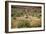 Wild Horse in the Outback-null-Framed Photographic Print