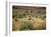 Wild Horse in the Outback-null-Framed Photographic Print