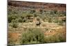 Wild Horse in the Outback-null-Mounted Photographic Print