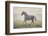 Wild Horse in the Sunrise-conrado-Framed Photographic Print