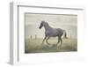 Wild Horse in the Sunrise-conrado-Framed Photographic Print