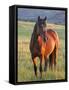 Wild Horse in Theodore Roosevelt National Park, North Dakota, Usa-Chuck Haney-Framed Stretched Canvas