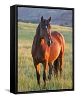 Wild Horse in Theodore Roosevelt National Park, North Dakota, Usa-Chuck Haney-Framed Stretched Canvas