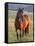 Wild Horse in Theodore Roosevelt National Park, North Dakota, Usa-Chuck Haney-Framed Stretched Canvas