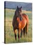 Wild Horse in Theodore Roosevelt National Park, North Dakota, Usa-Chuck Haney-Stretched Canvas