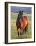 Wild Horse in Theodore Roosevelt National Park, North Dakota, Usa-Chuck Haney-Framed Photographic Print