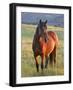 Wild Horse in Theodore Roosevelt National Park, North Dakota, Usa-Chuck Haney-Framed Photographic Print