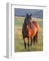 Wild Horse in Theodore Roosevelt National Park, North Dakota, Usa-Chuck Haney-Framed Photographic Print