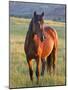 Wild Horse in Theodore Roosevelt National Park, North Dakota, Usa-Chuck Haney-Mounted Photographic Print