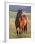 Wild Horse in Theodore Roosevelt National Park, North Dakota, Usa-Chuck Haney-Framed Photographic Print