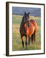 Wild Horse in Theodore Roosevelt National Park, North Dakota, Usa-Chuck Haney-Framed Photographic Print