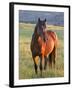 Wild Horse in Theodore Roosevelt National Park, North Dakota, Usa-Chuck Haney-Framed Photographic Print