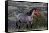 Wild Horse in Theodore Roosevelt National Park, North Dakota, Usa-Chuck Haney-Framed Stretched Canvas