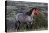 Wild Horse in Theodore Roosevelt National Park, North Dakota, Usa-Chuck Haney-Stretched Canvas