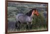 Wild Horse in Theodore Roosevelt National Park, North Dakota, Usa-Chuck Haney-Framed Photographic Print