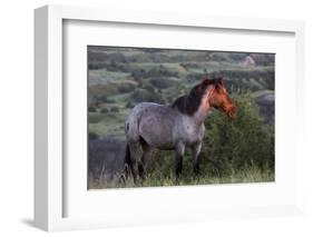 Wild Horse in Theodore Roosevelt National Park, North Dakota, Usa-Chuck Haney-Framed Photographic Print