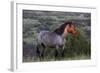 Wild Horse in Theodore Roosevelt National Park, North Dakota, Usa-Chuck Haney-Framed Photographic Print