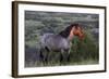 Wild Horse in Theodore Roosevelt National Park, North Dakota, Usa-Chuck Haney-Framed Photographic Print