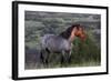 Wild Horse in Theodore Roosevelt National Park, North Dakota, Usa-Chuck Haney-Framed Photographic Print