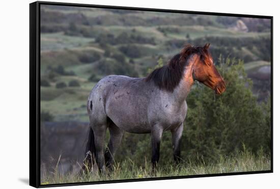 Wild Horse in Theodore Roosevelt National Park, North Dakota, Usa-Chuck Haney-Framed Stretched Canvas